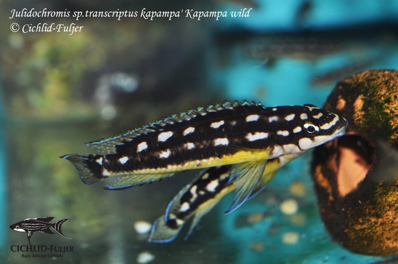 Julidochromis sp. 'ornatus kapampa' Kapampa